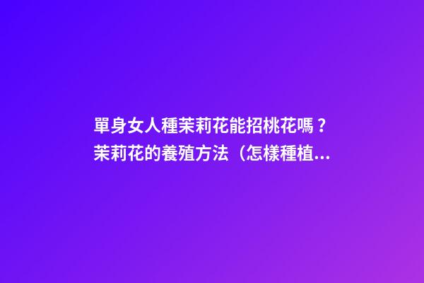 單身女人種茉莉花能招桃花嗎？茉莉花的養殖方法（怎樣種植茉莉花才多花）